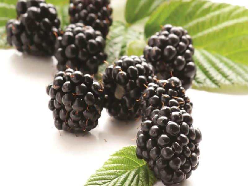 BÖĞÜRTLEN ÇAYI Nasıl Yapılır?