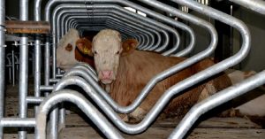 Çiğ süt prim desteği 1 TL’ye çıkarıldı