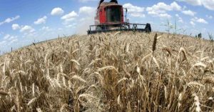 Dünya Bankası’ndan küresel buğday pazarında bozulma öngörüsü