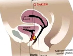 G NOKTASI BÜYÜTME (ORGAZM AŞISI)