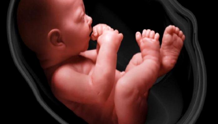 HAFTA HAFTA FETUS NE YAPAR