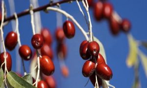 İğde’nin Faydaları