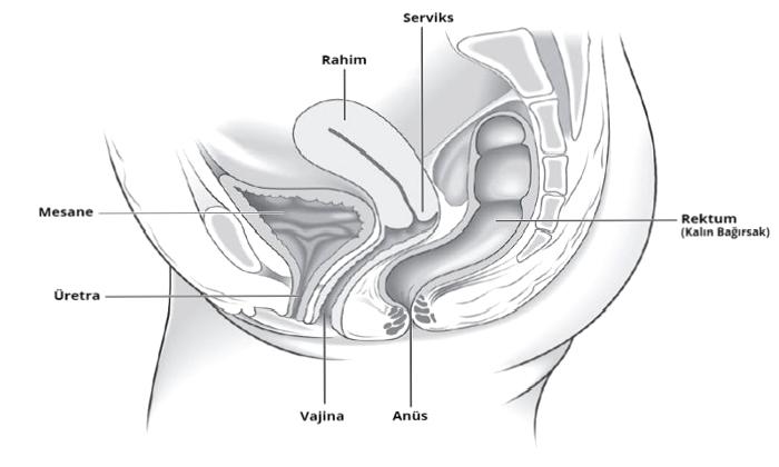 Kadınlarda Pelvik Organ Sarkması