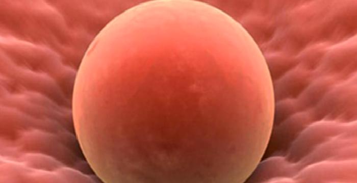 Mol gebelik nedir? Mol gebelik nasıl oluşur? Mol gebeliğin belirtileri nelerdir? Mol gebeliğin tedavisi nasıl yapılır?