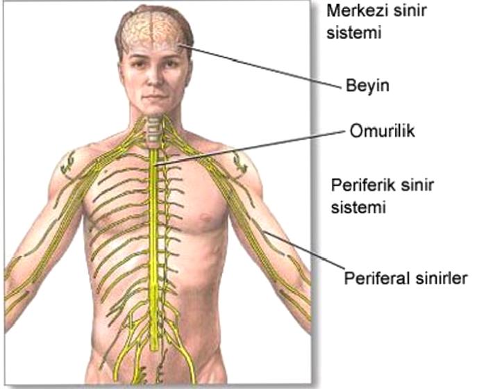 Otonom Sinir Sistemi