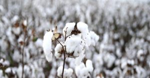 Pamuk fiyatları, 11 yılın zirvesinde