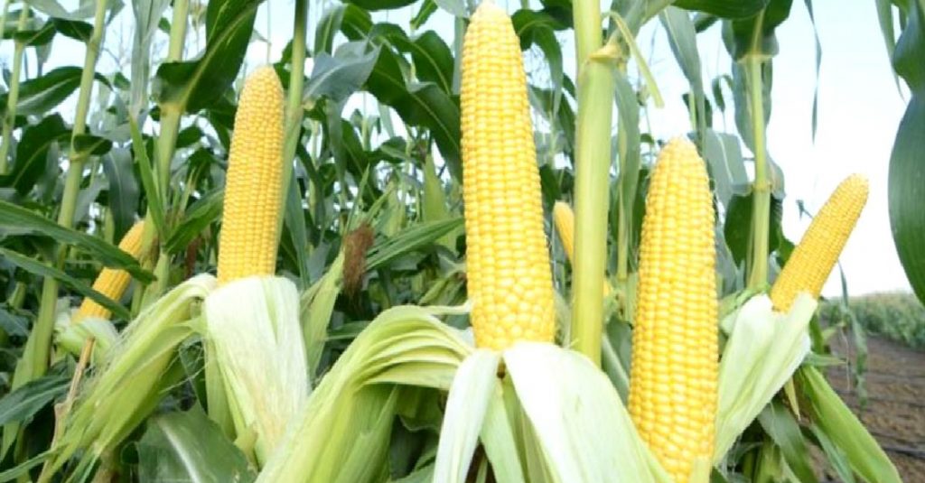 TMO, 300 bin ton mısır ithalatı için en iyi teklifleri aldı