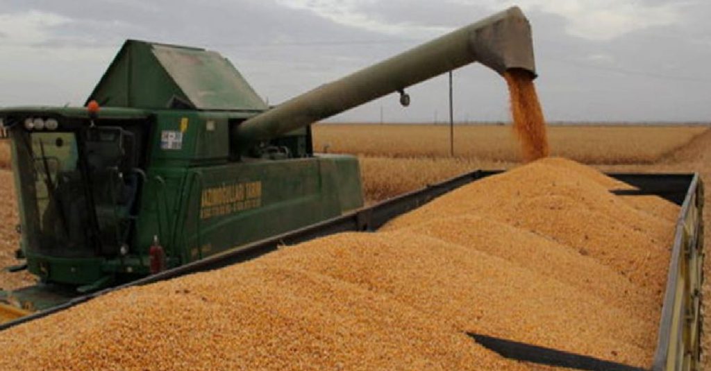 TMO 500 bin ton mısır için ithalat ihaleleri açtı