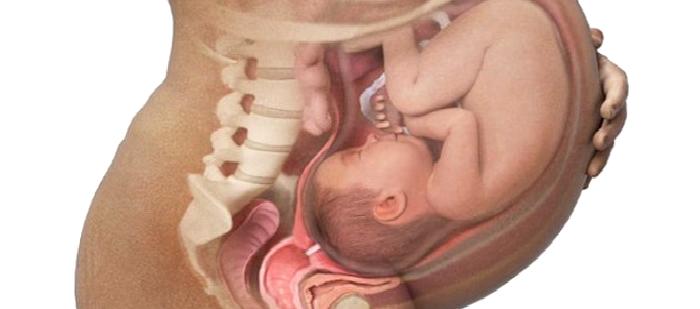 Tüp Bebek Tedavisinde Beslenme