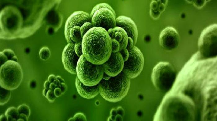 VAJİNAL ENFEKSİYONLAR