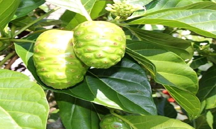 YENİ MODA ‘NONİ’ MEYVESİ Mİ?