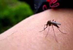 Zika virüsü nedir ve hamileler için neden önemlidir?