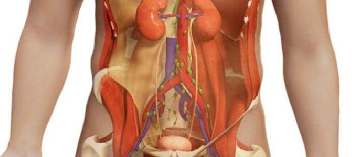 Abdomen Ultrasonografisi