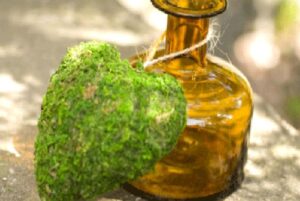 ALGAE OIL(Alg Yağı) Yosun Yağı nedir?