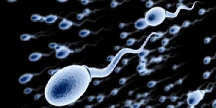Azospermi Nedir?