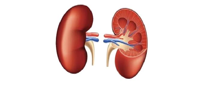 Böbrek Kitlelerinde Ne Zaman, Hangi Müdahaleler Yapılmalı?