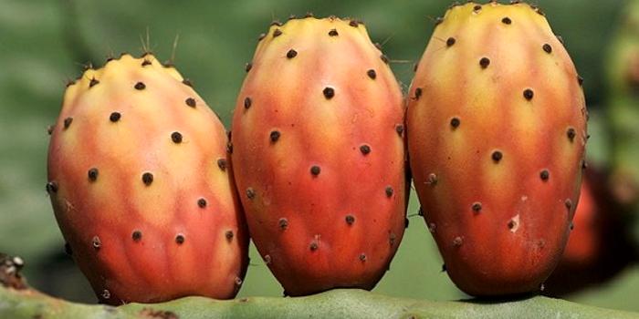 Dikenli İncirin Faydaları, Dikenli İncir Şifa Deposu mu?