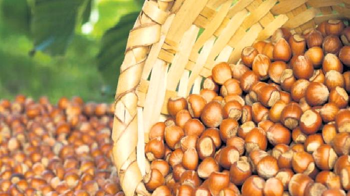 Fındık ve Yararları