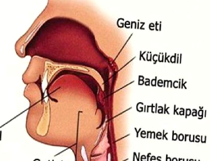 Geniz Eti (Adenoid Vejetasyon)