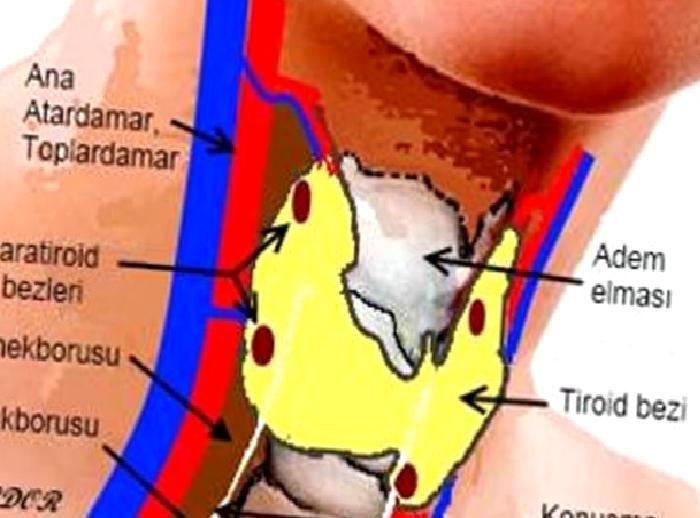 Guatr Hastalığı