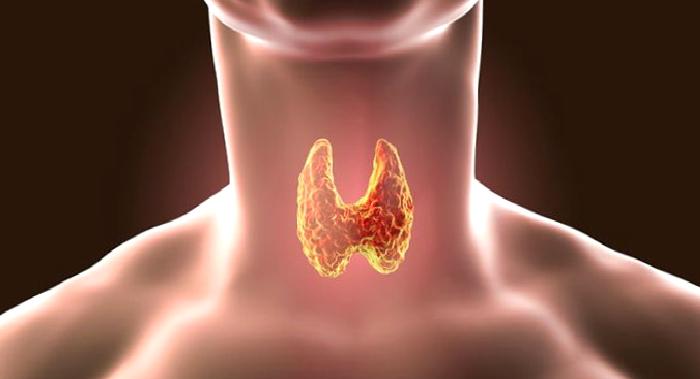 Haşimato Hastaları Nasıl Beslenmelidir?