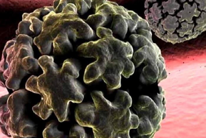 HPV Enfeksiyonu – Genetil Siğiller