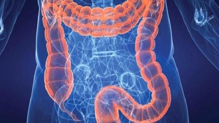 İkinci Beyin: Bağırsaklarımız