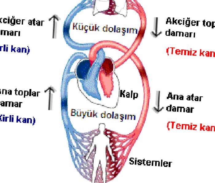 Kan Dolaşımı