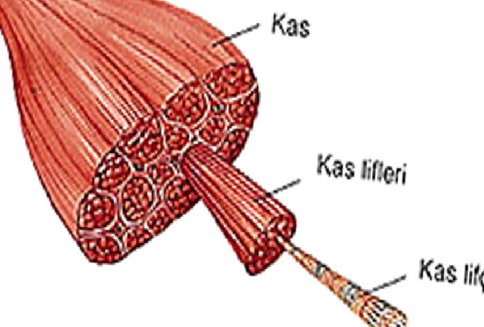 KAS YARALANMALARINDA İYİLEŞME