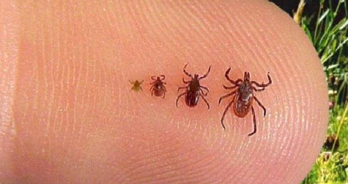 KIRIM- KONGO KANAMALI ATEŞI