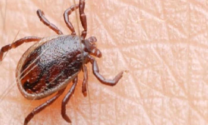 KIRIM KONGO KANAMALI ATEŞİ (KKKA)