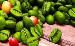 KORUYUCU YEŞİLLER: YEŞİLÇAY, YEŞİL KAHVE