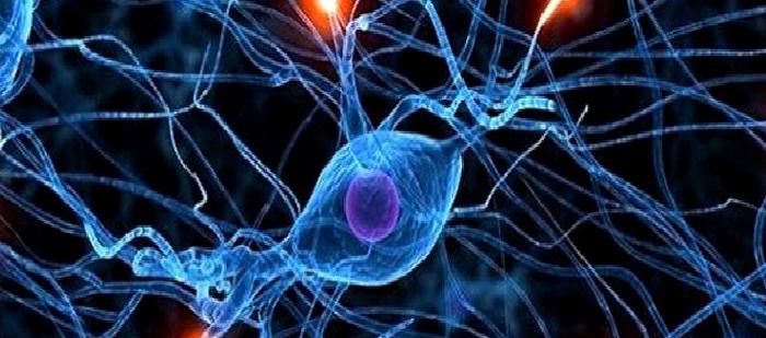 MS Hastalığında Bağırsak Bakteri Nakli Yeni Bir Tedavi Yöntemi Olabilir Mi?