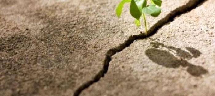 TRAVMA SONRASI BÜYÜME: Acının Dönüştürücü Gücü