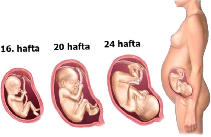 TRİMESTER (İkinci 3 ay ) 15 – 27 HAFTA ARASI