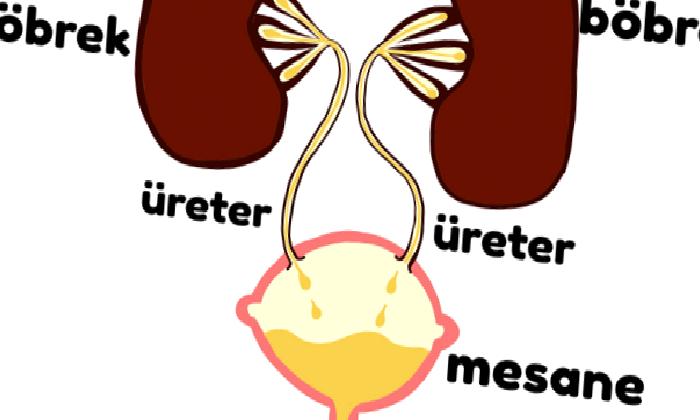 Üreter Kanserleri