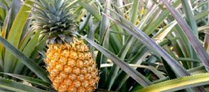 Yılın Meyvesi: Ananas