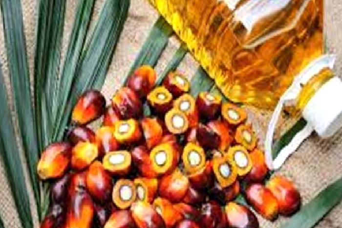 Palm Yağı