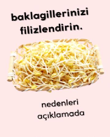 Baklagillerinizi filizlendirin