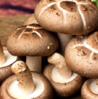 Hpv tedavisinde ahcc’nin bağışıklık üzerine etkileri