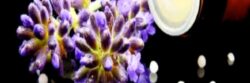 HOMEOPATİ ve DERMATOLOJİK KULLANIMI