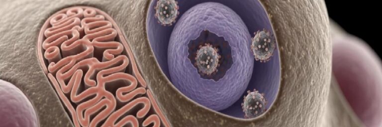 HPV